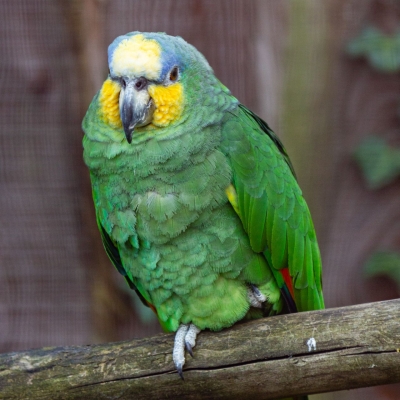 Orange-winged Amazon parrot - De Zonnegloed - Animal park - Animal refuge centre 